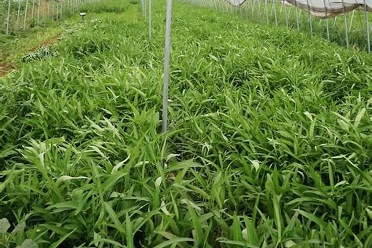 百分之0.004的云苔素内脂10克配多少水喷施花生苗期？