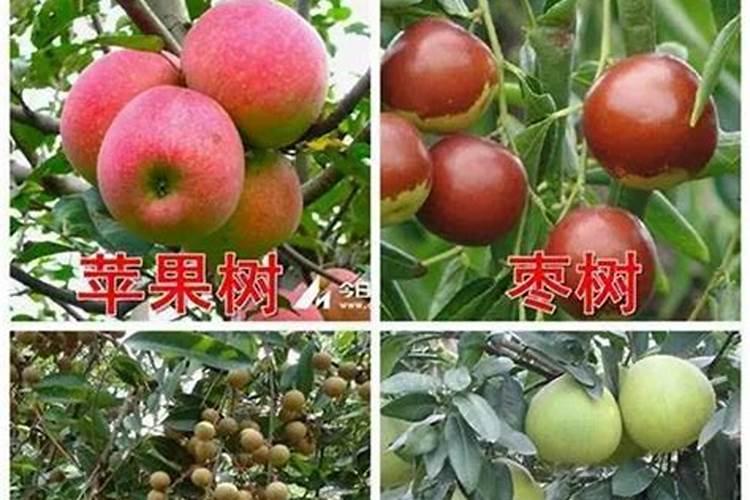 种小麦没有加底肥后期如何补救？