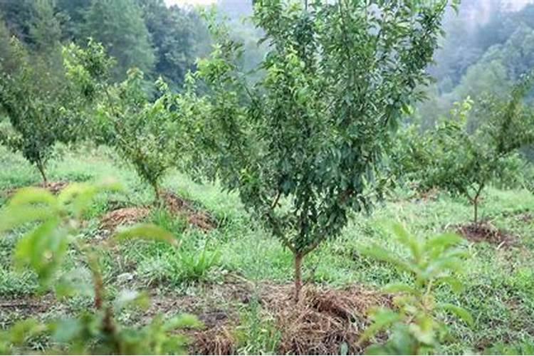 果树秋季开返花原因是什么 解决方法有哪些