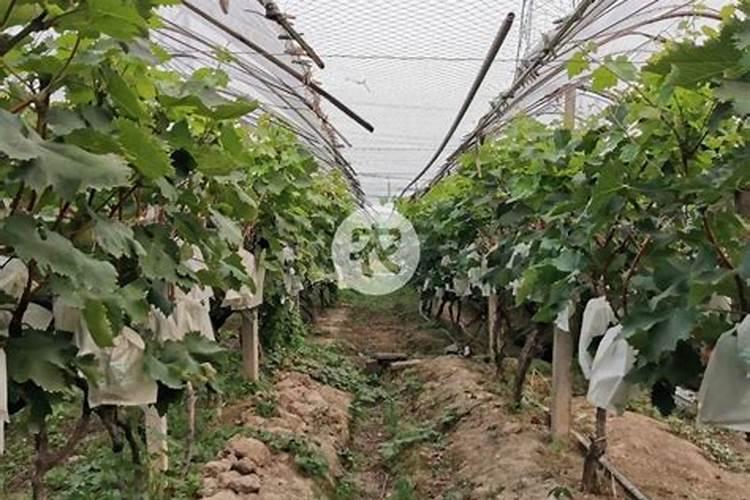 盐碱地种玉米用什么肥料最好