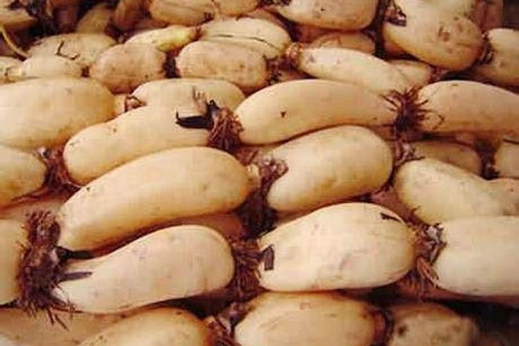 种莲藕用什么肥料 种莲藕用哪些肥料