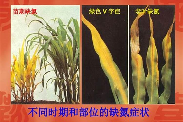 香蕉缺素症的症状 香蕉的需肥特性与施肥方法