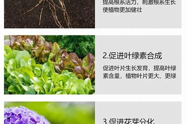 河南哪产芝麻？多少一公斤或多少一吨