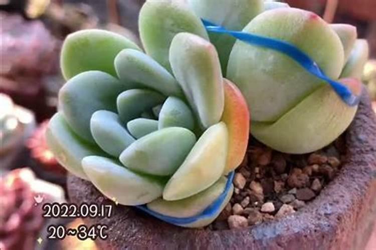 花椒树打药技巧