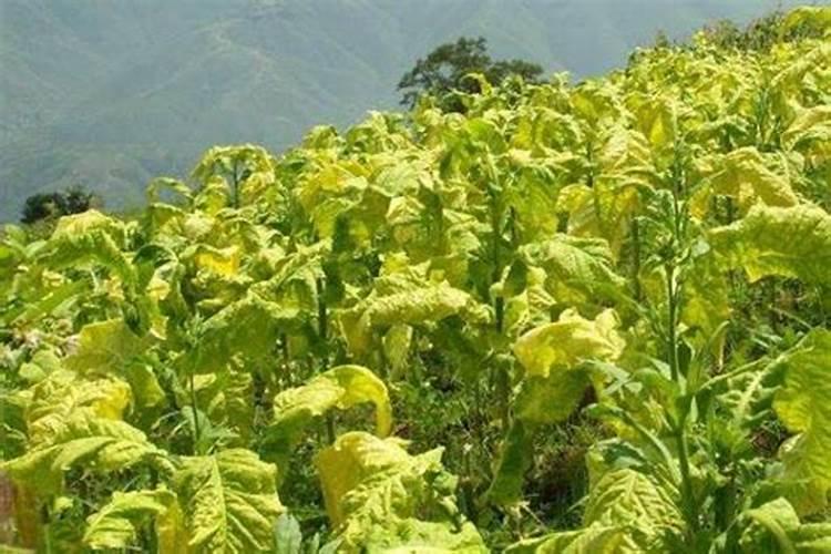 怎样种植黄瓜操作技术步骤