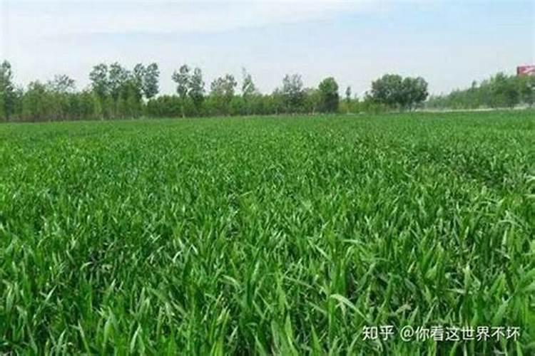 水溶肥用法和用量