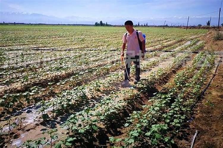 兰花应该施什么肥料最好养  兰花要施什么肥料