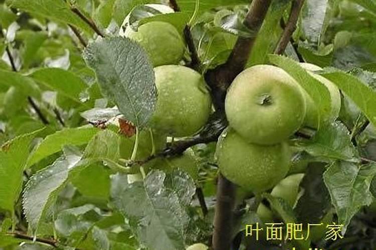 兰花施肥用什么肥料