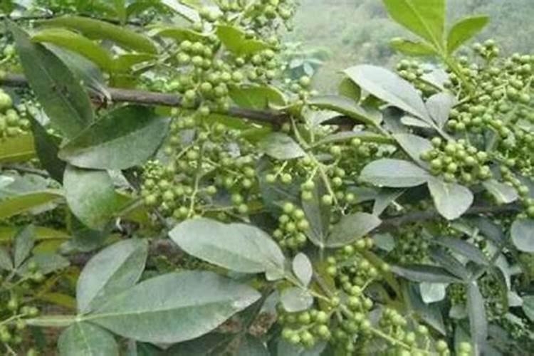下雨能给花椒树上肥料吗