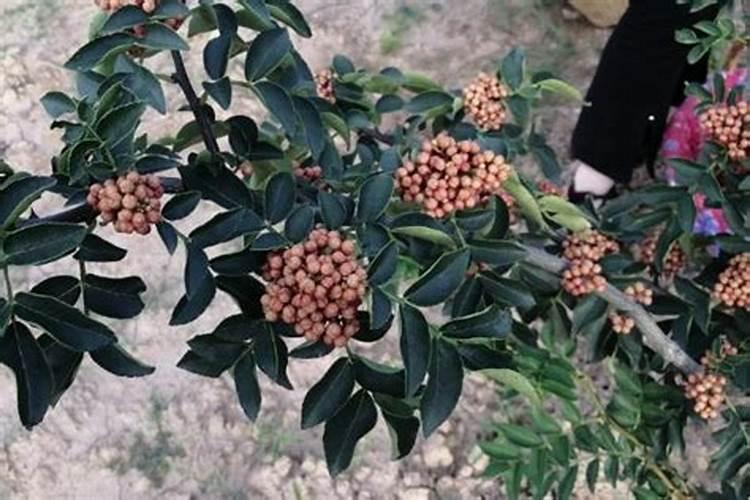刚结果的花椒树上什么肥好
