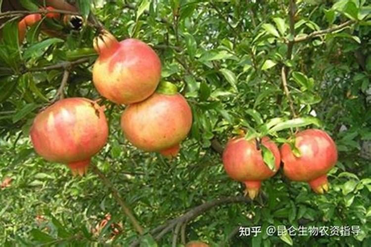 谷子叶面肥啥时候喷好 用什么叶面肥增产