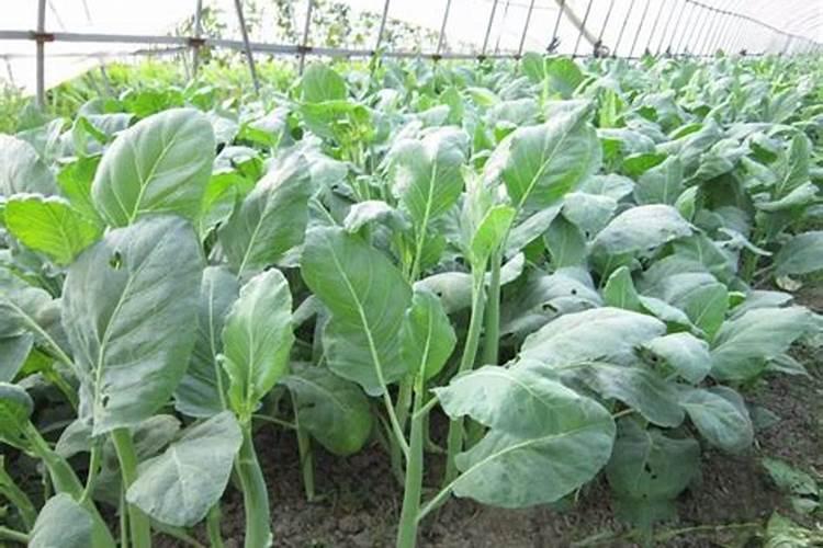蔬菜晚上施肥好还是早上施肥好(种菜什么时候施肥好)
