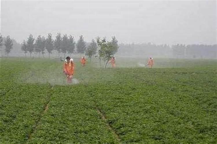 磷酸二氢钾加尿素灌根方法
