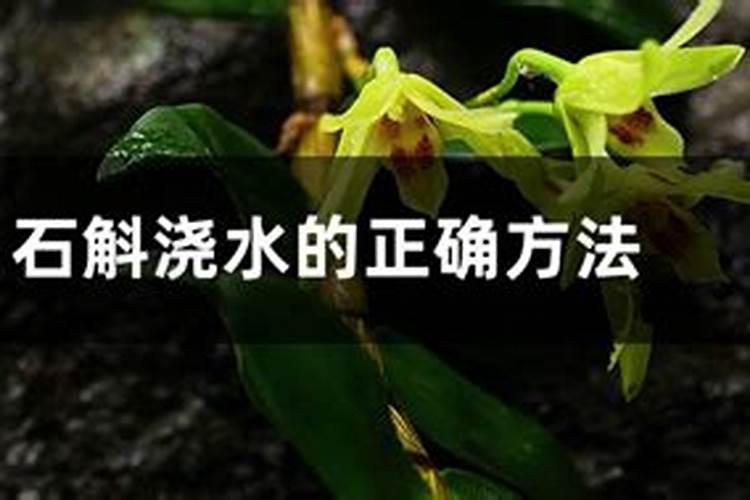 养花有七宜七忌,掌握了这些技巧什么花都养的绿油油的!