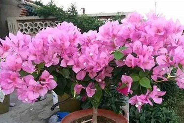 三角梅花期可以施肥吗