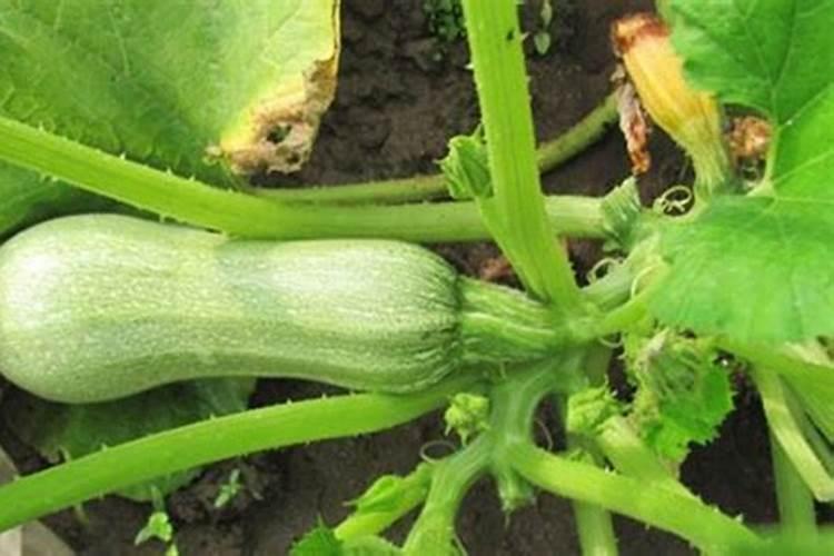 磷钾肥怎么浇花正确使用方法