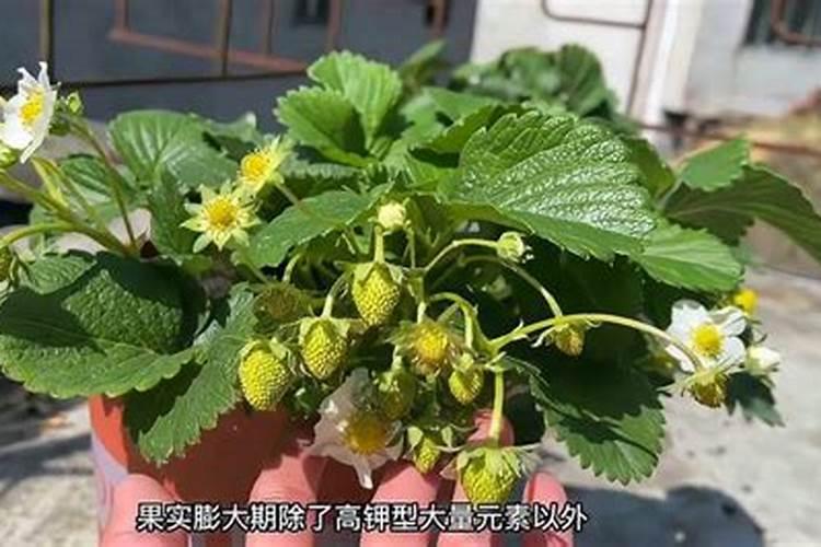 开花结果时施什么肥