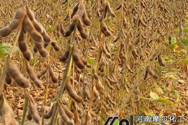 豌豆如何施肥才能高产