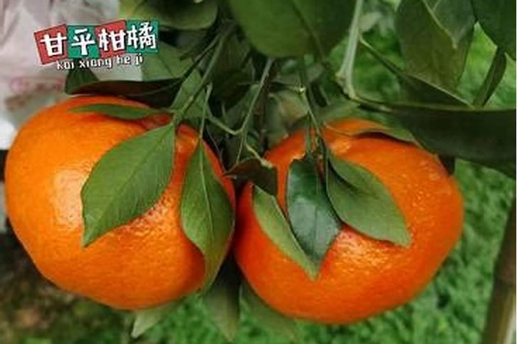 柑橘开春用什么肥料
