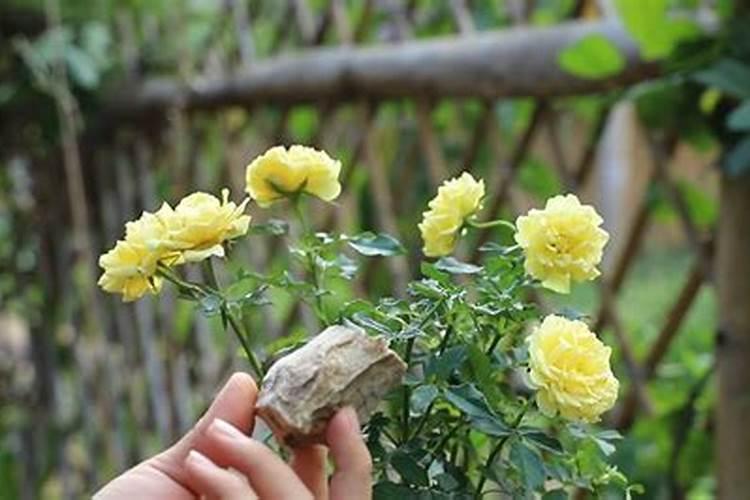 月季花施肥太多开花就少吗？