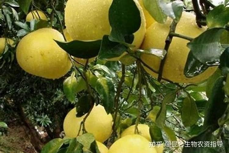 矿源黄腐酸钾和生化黄腐酸钾,区别是什么？