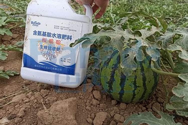 懒汉西瓜如何种植？