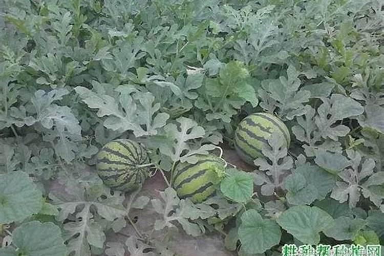 种植西瓜用什么肥料最佳