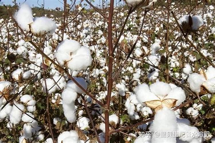 8月份打锌肥对棉花叶子有修复作用吗