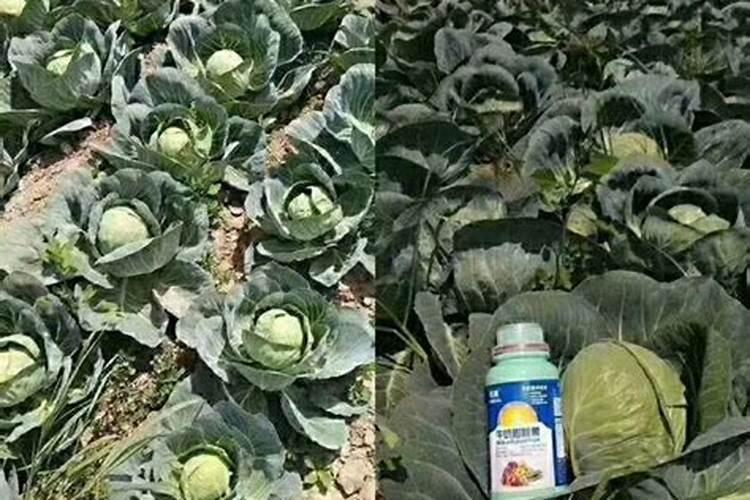 树葡萄施什么肥效果好？什么时候施肥好？