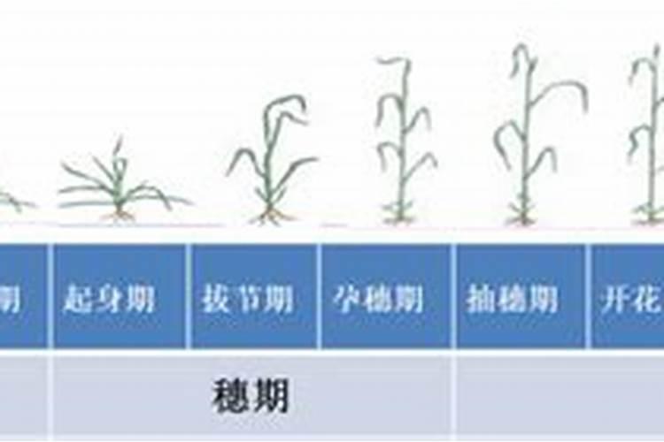小麦氮磷钾最佳比例