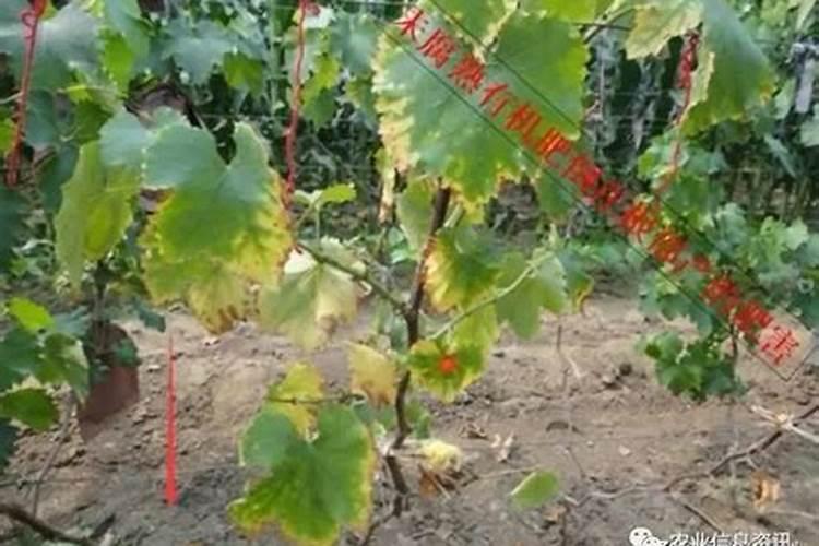 为葡萄树选择什么肥料才是最好的