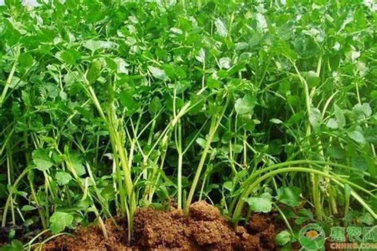 芹菜用什么肥料长得快