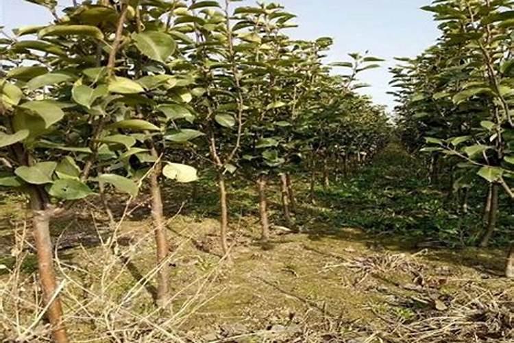 梨树施肥的方法和注意事项 简单介绍梨树施肥的方法和注意事项