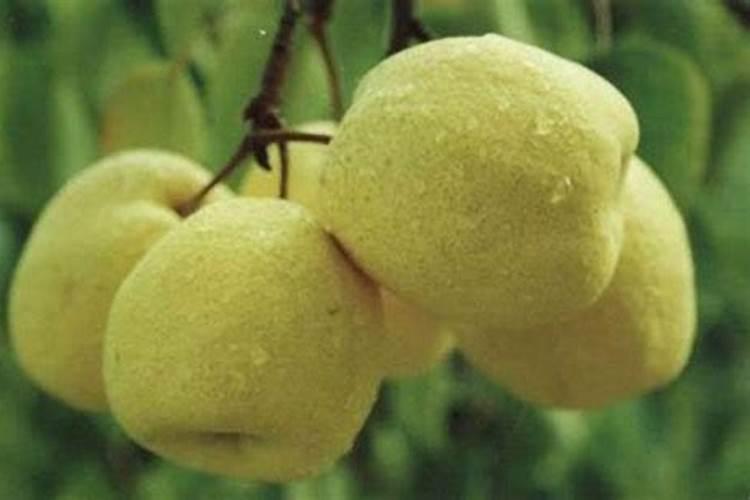 梨树施肥的最佳时间 梨树什么时候施肥