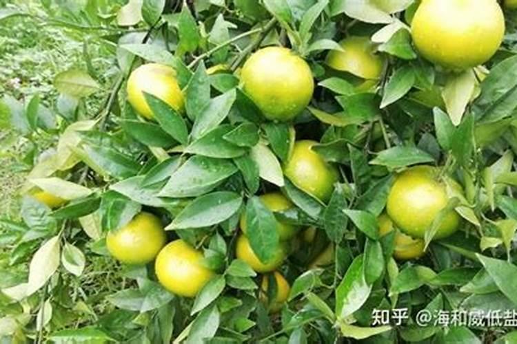 中国水溶肥的前十名 中国十大水溶肥排名