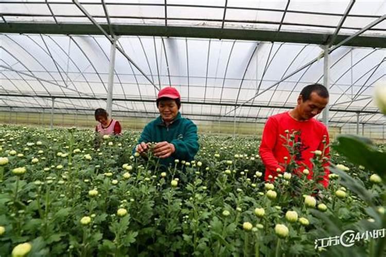 大棚里草莓苗中午可以打叶子吗中午可以打草莓苗叶子吗？