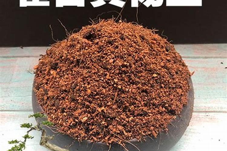 黄杨怎么施肥