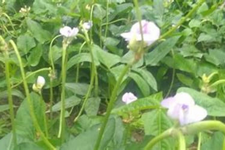 花多多是喷叶还是灌根