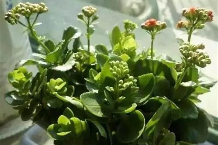 土豆种在地里出来的苗被冻了还能活吗
