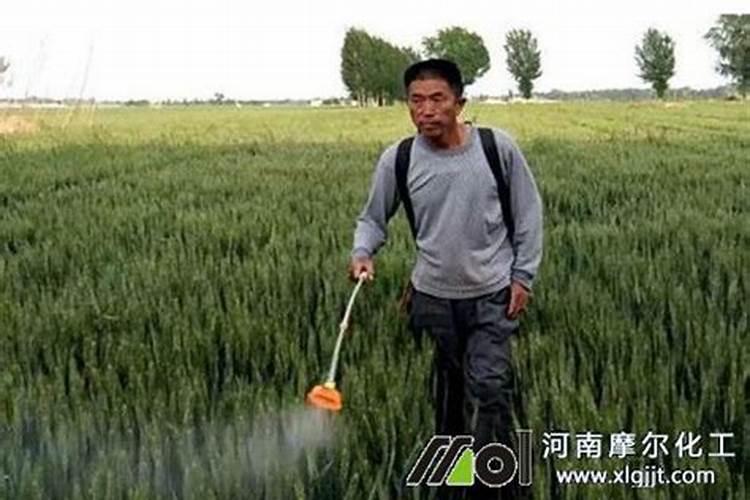 用什么喷施蝴蝶兰叶片绿油油