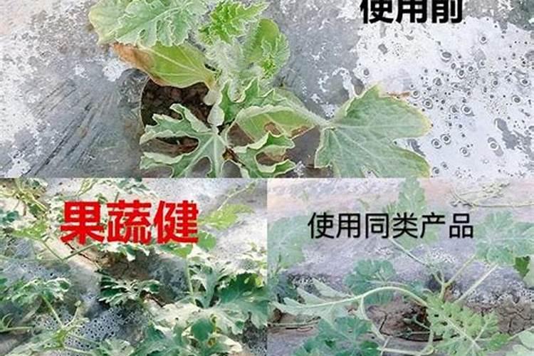 西瓜伸蔓期都接瓜了需要追什么肥