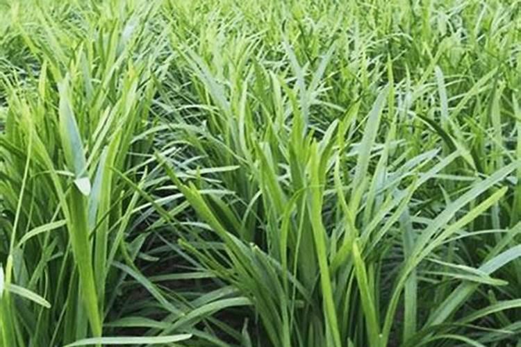 用什么肥水养护观叶植物叶片绿油油