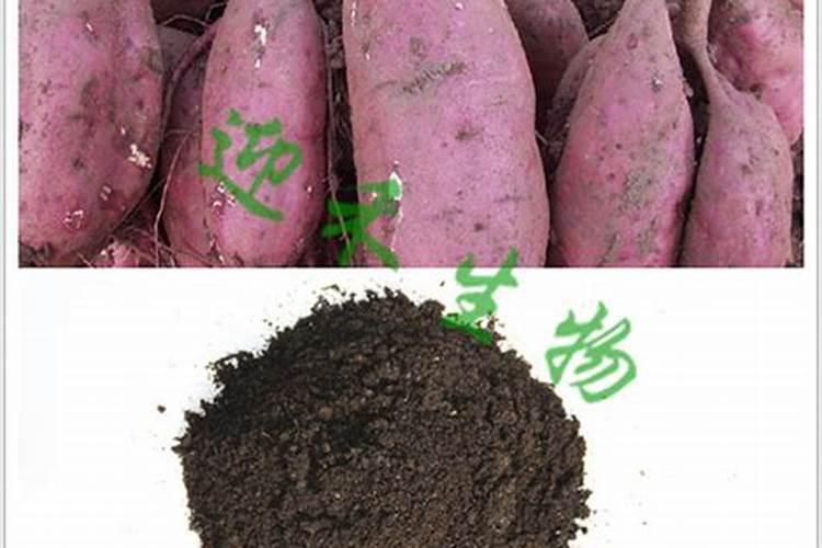 用什么喷施蝴蝶兰叶片绿油油