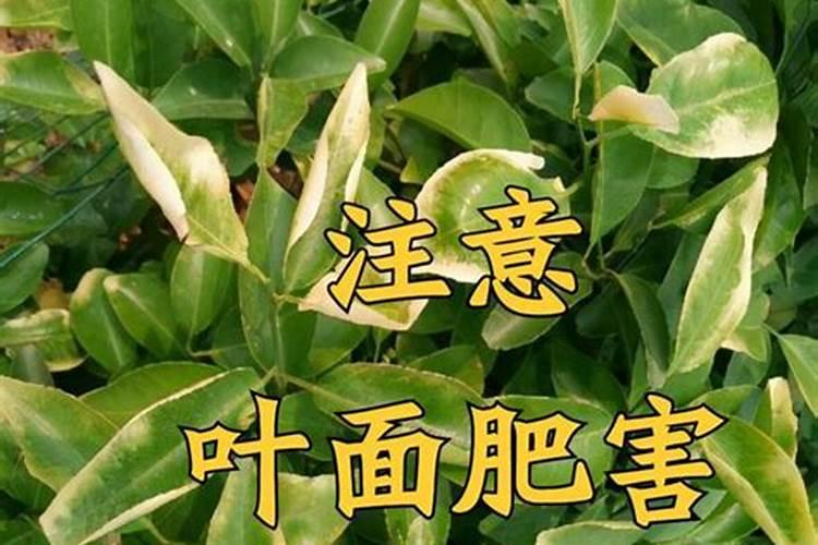 春季温度低给麦子浇水好吗？