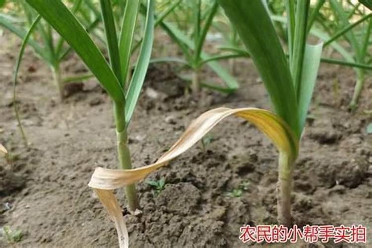 白蒜的市场效益好,怎么提高白蒜种植的产量？