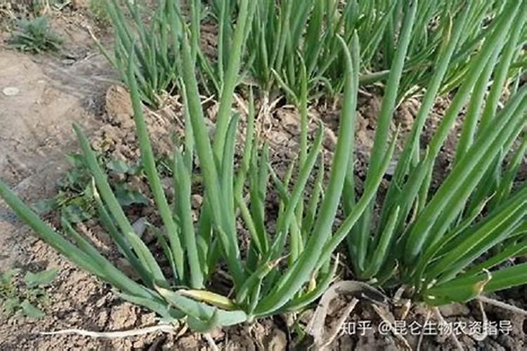 怎样种蒜苗最好