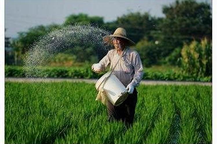 磷肥的最佳使用时间