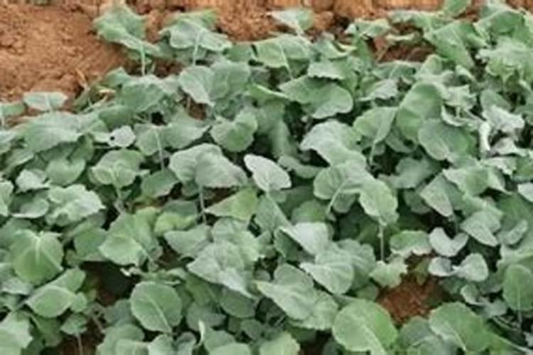 油菜盛花期能喷叶面肥吗