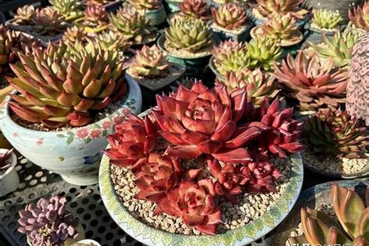室内植物叶子发黄施肥,及时追施氮肥养护