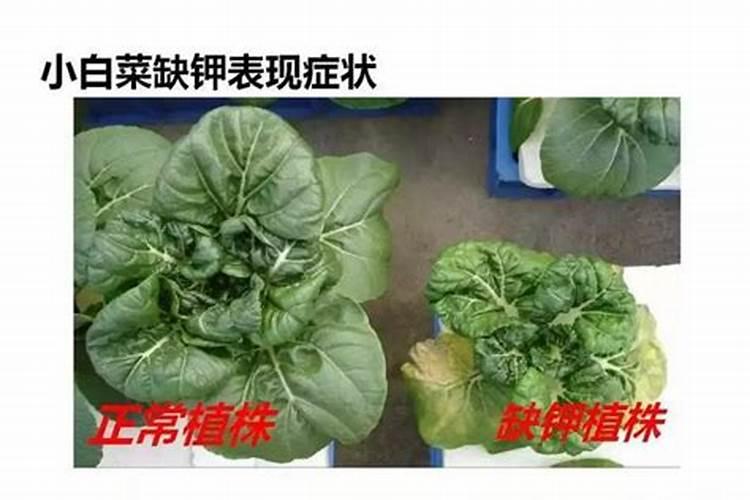 磷酸二氢钾一般在什么时期用？